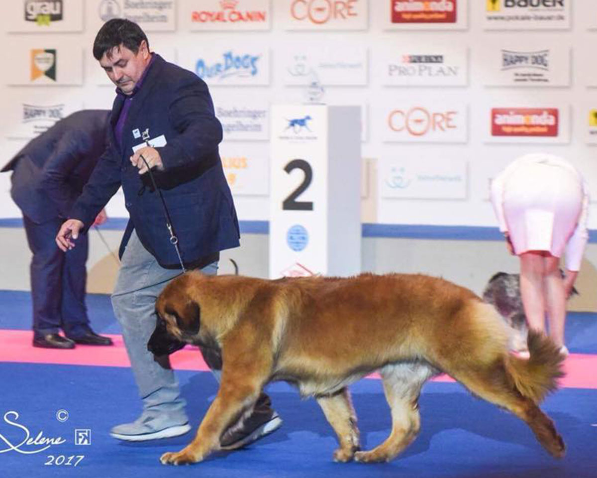 campione-mondiale-cani-razza-leonberger-allevamento-merzari-verona-6