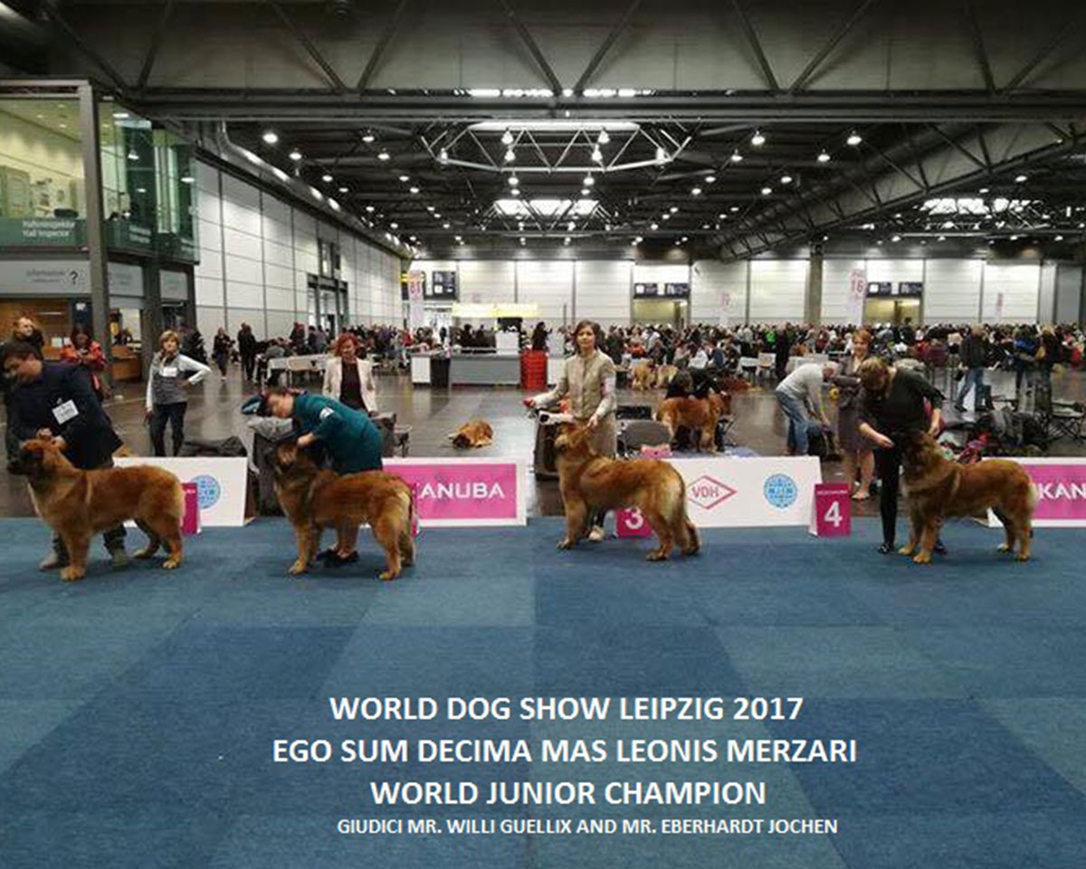 campione-mondiale-cani-razza-leonberger-allevamento-merzari-verona-7