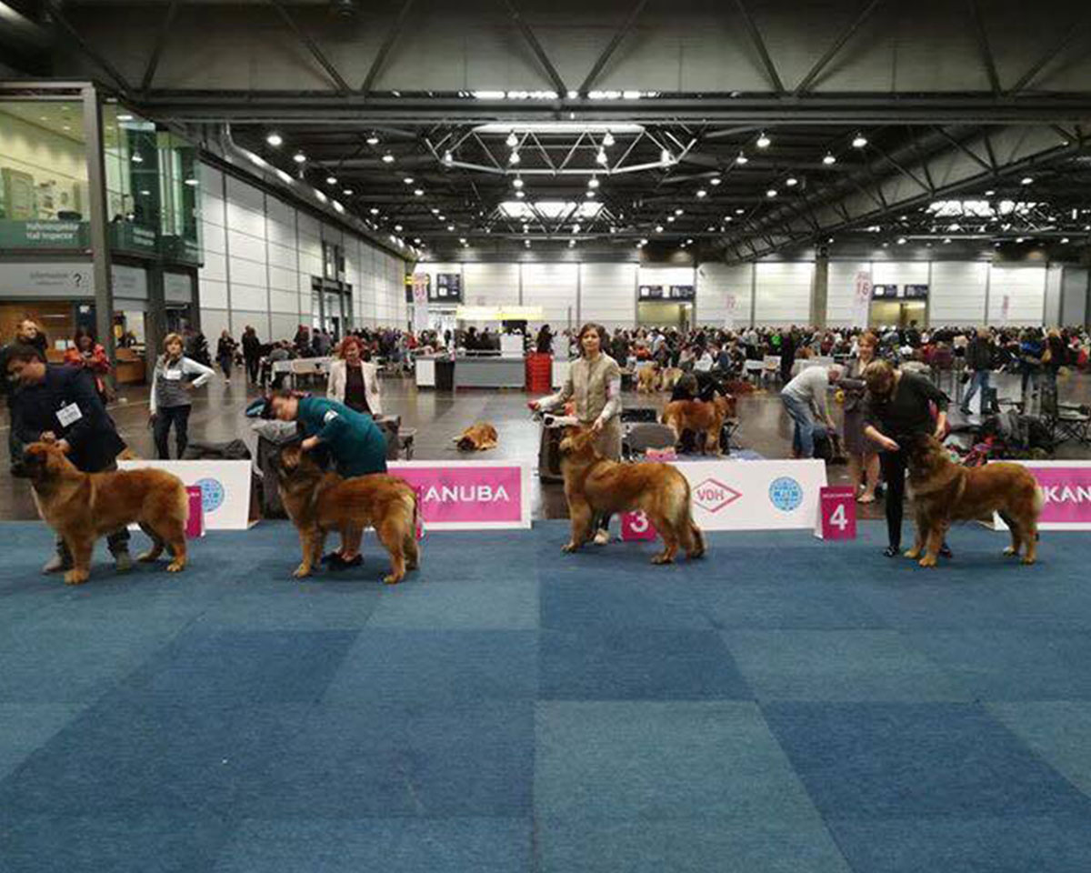 campione-mondiale-cani-razza-leonberger-allevamento-merzari-verona-8